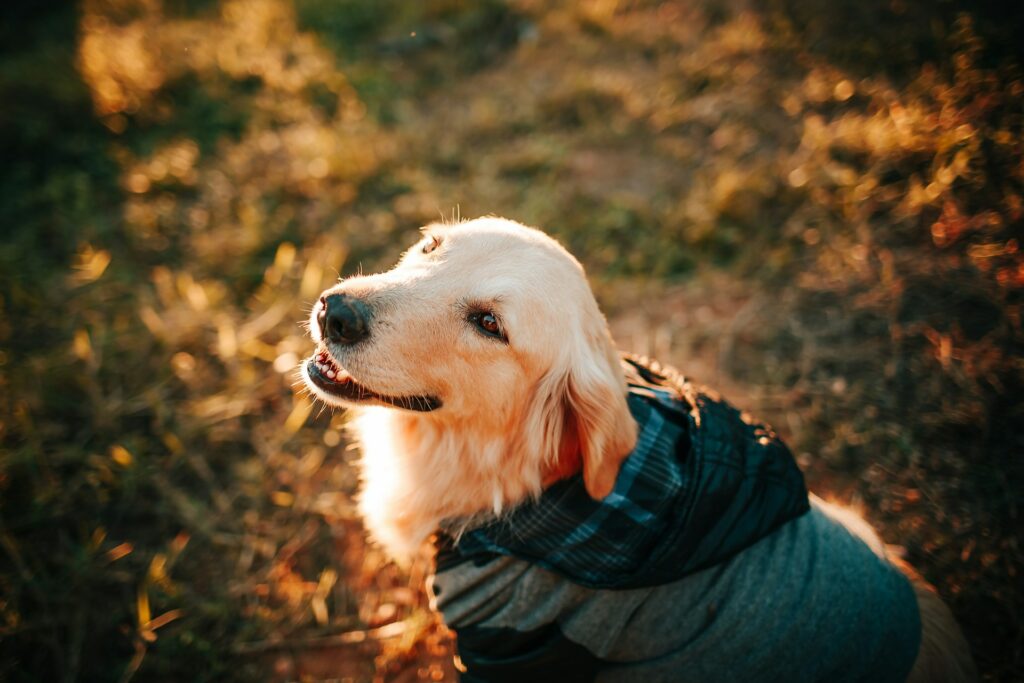 Divine Dog - Hundkläder