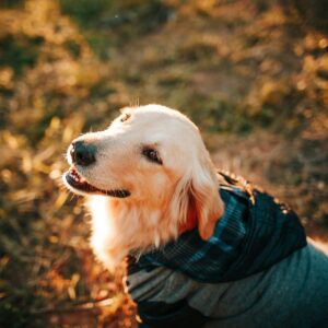 Hundkläder