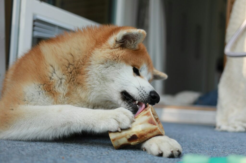 Hundgodis - Divine Dog