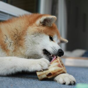 Hundgodis
