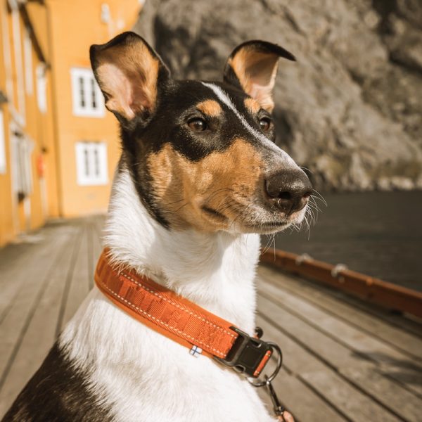 hurtta_casual-collar_casual-rope_cinnamon-4_grande