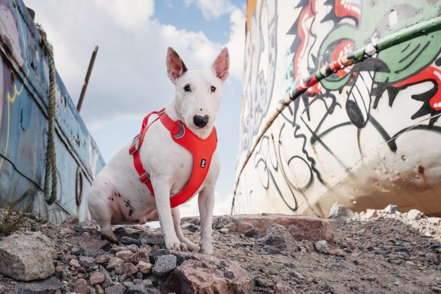 hurtta_weekend_warrior_harness9_rosehip-kopia