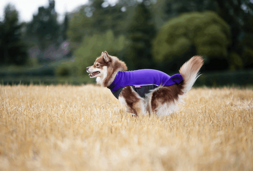 jumppa-lila-hund-springer